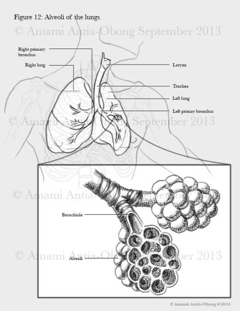 Bronchiole/Alveoli Illustration